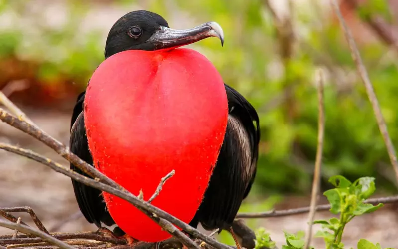 Frigatebird