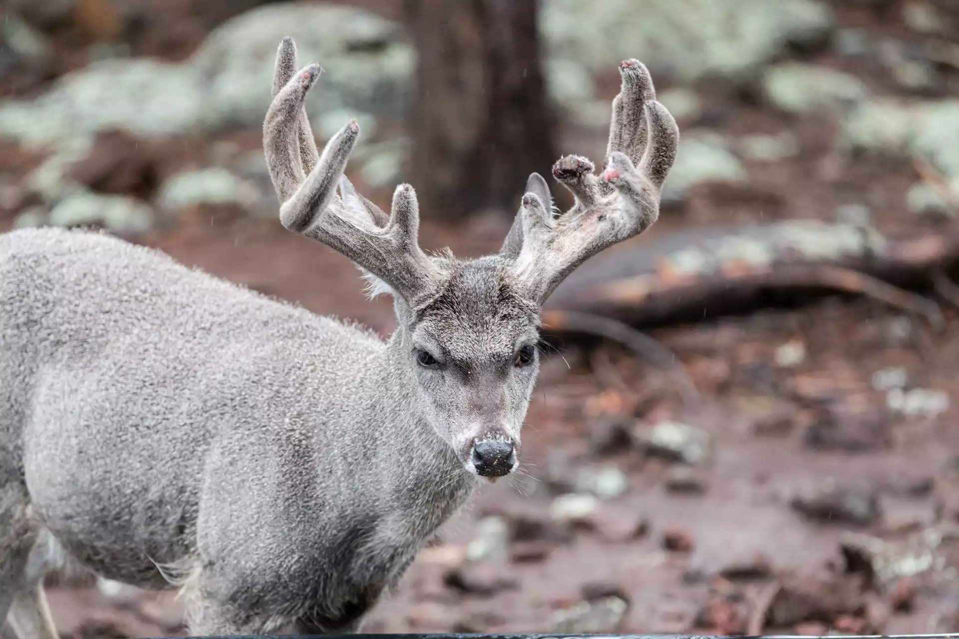 Coues Deer: History, Facts, Size, Habitat, Classification & Much More ...