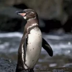 Galapagos Penguin