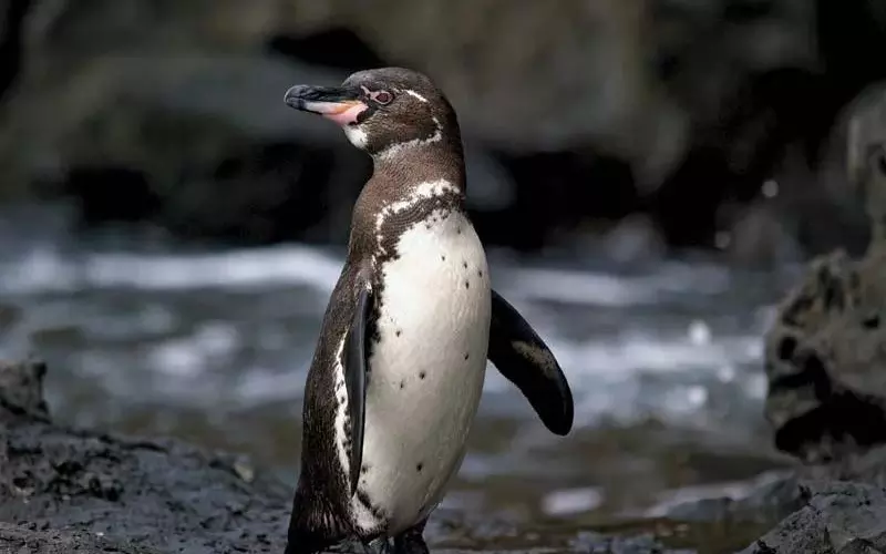 Galapagos Penguin