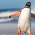 Gentoo Penguin