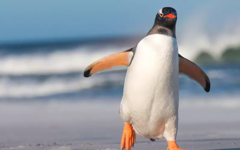 Gentoo Penguin