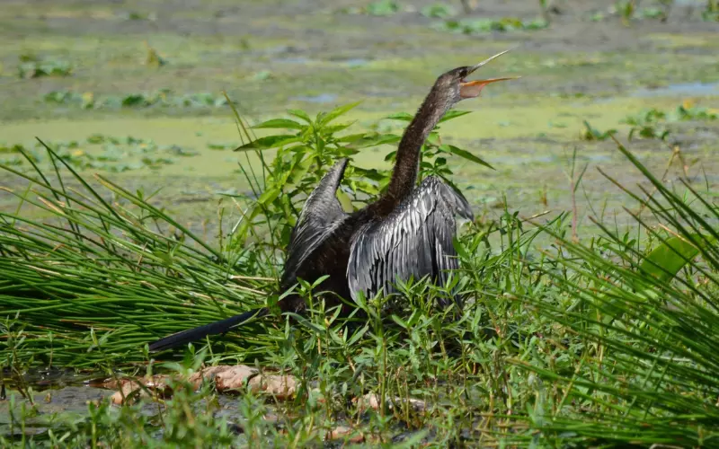 Geographical Presence Of Anhinga