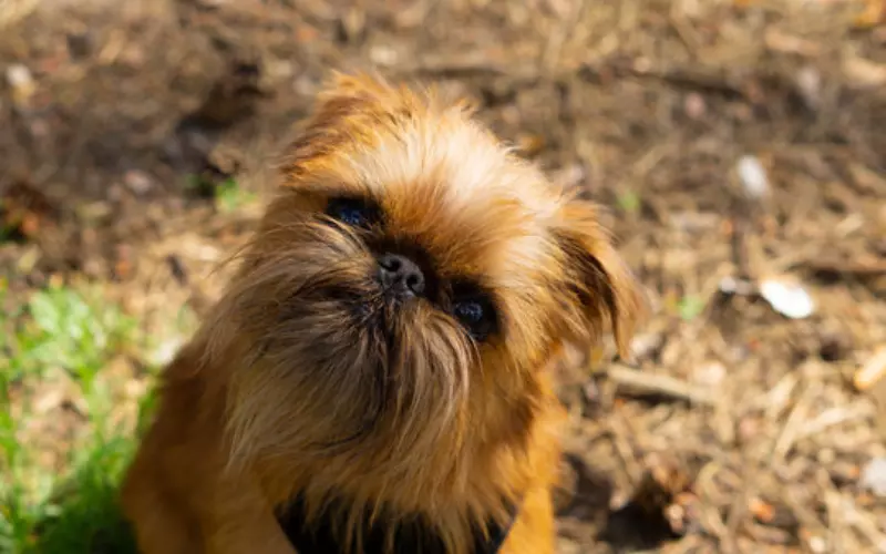 Geographical Presence Of Brussels Griffon