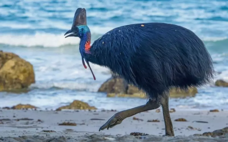 Geographical Presence Of Cassowary