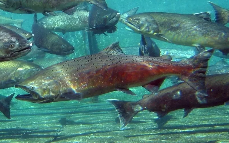 Geographical Presence Of Chinook Salmon