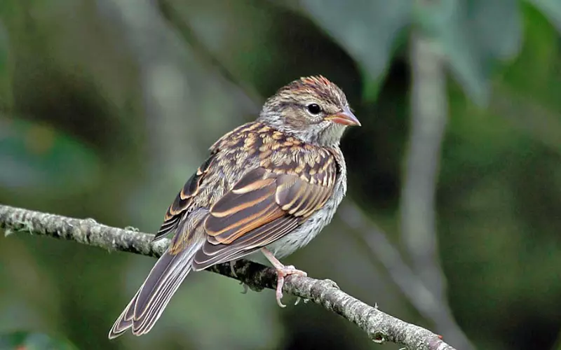 Geographical Presence Of Chipping Sparrow