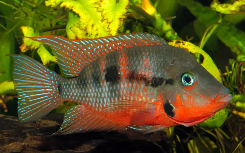 Geographical Presence Of Cichlid