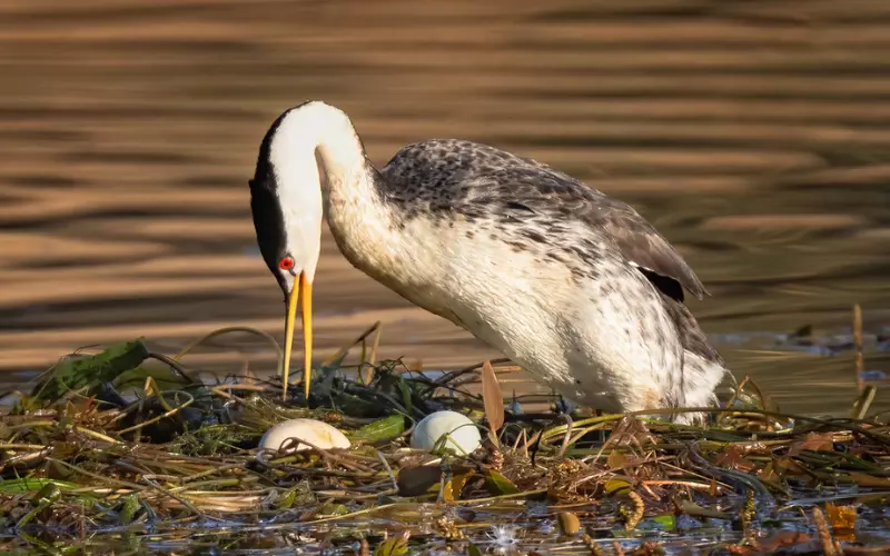 Geographical Presence Of Clark’s Grebe