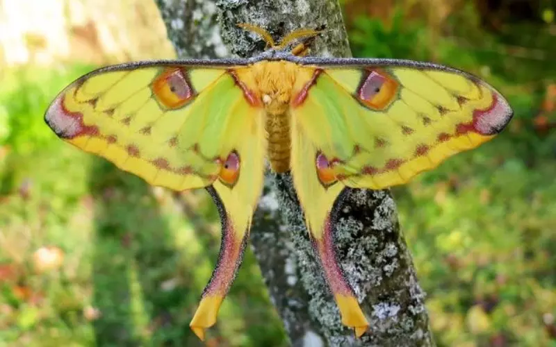 Geographical Presence Of Comet Moth