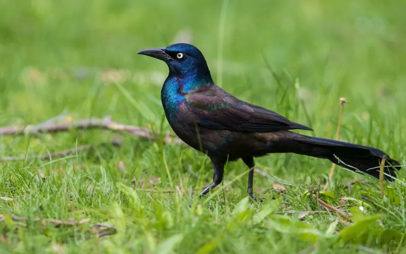 Geographical Presence Of Common Grackle