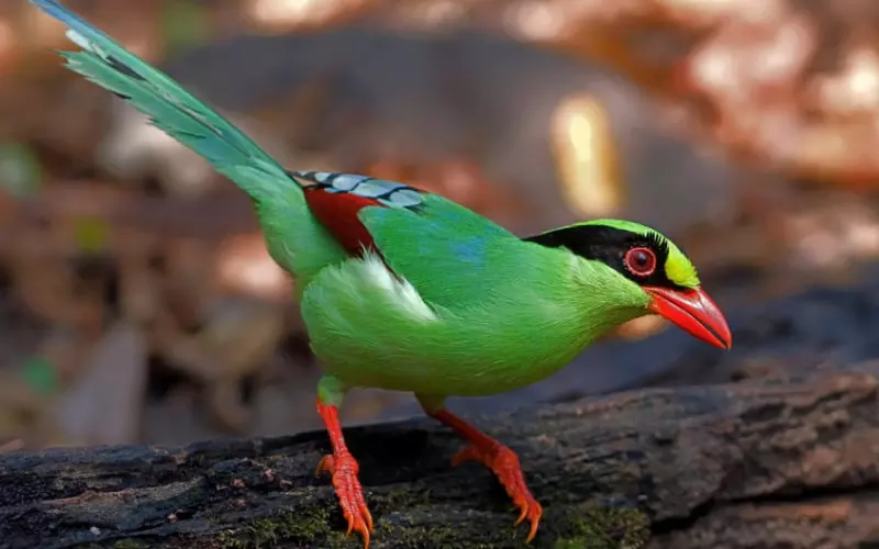 Geographical Presence Of Common Green Magpie