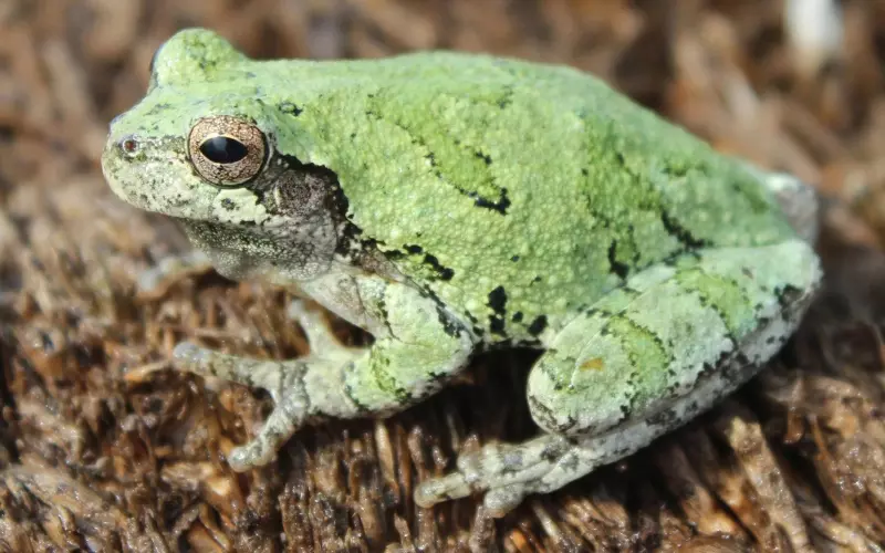 Geographical Presence Of Gray Tree Frog