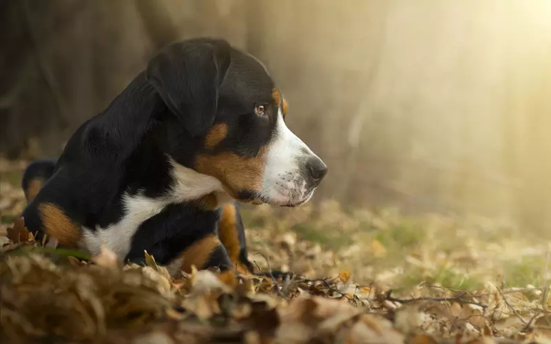 Geographical Presence Of Greater Swiss Mountain Dog