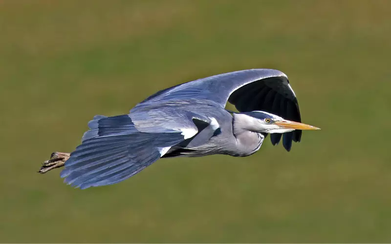 Geographical Presence Of Grey Heron