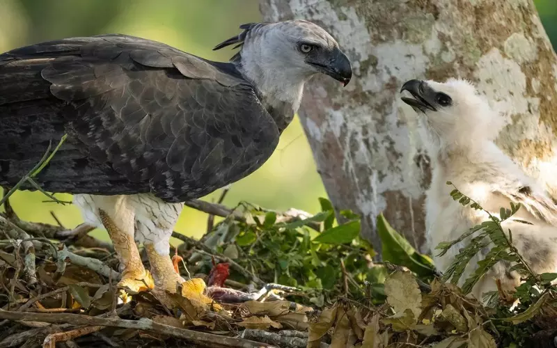 Geographical Presence Of Harpy Eagle