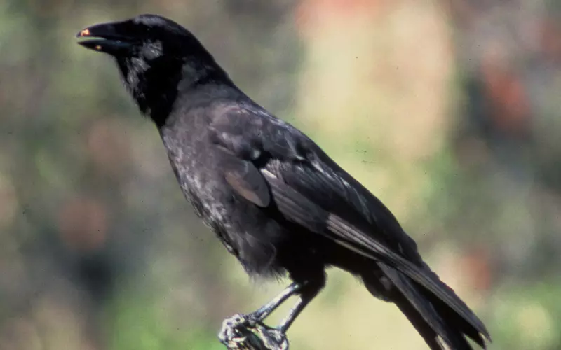 Geographical Presence Of Hawaiian Crow