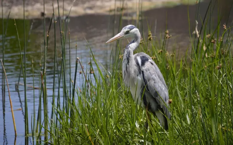 Geographical Presence Of Heron