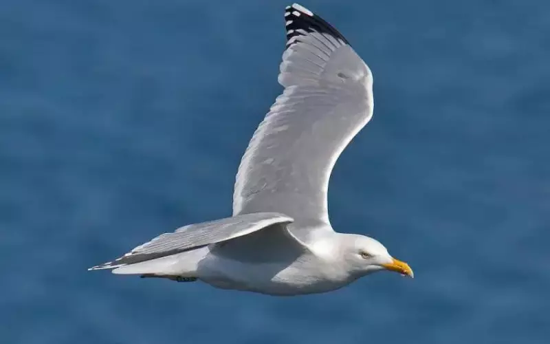 Geographical Presence Of Herring Gull