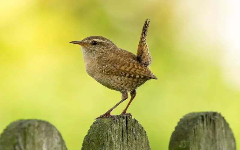 Geographical Presence Of House Wren