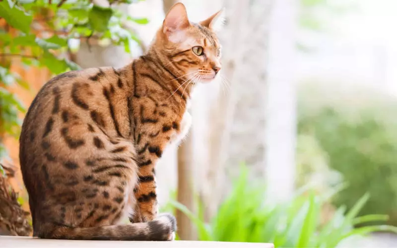 Geographical Presence Of Leopard Cat