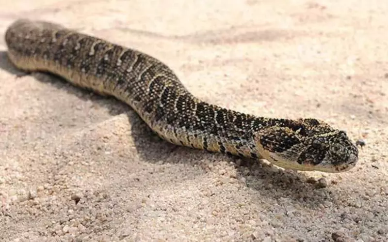 Geographical Presence Of Puff Adder