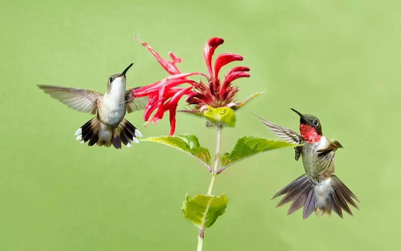 Geographical Presence Of Ruby-Throated Hummingbird