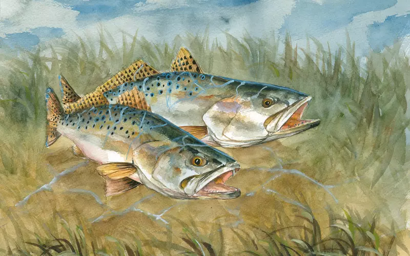 Geographical Presence Of Speckled Trout
