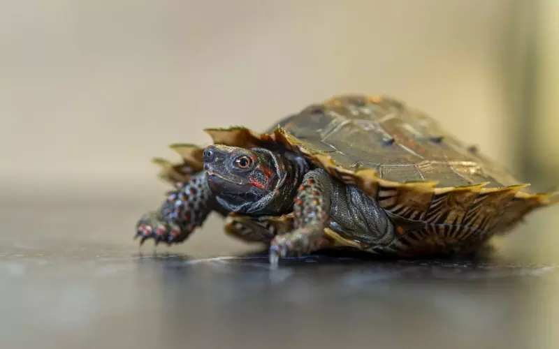 Geographical Presence Of Spiny Hill Turtle