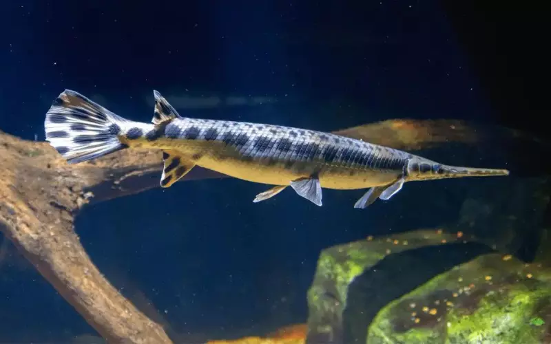 Geographical Presence Of Spotted Gar