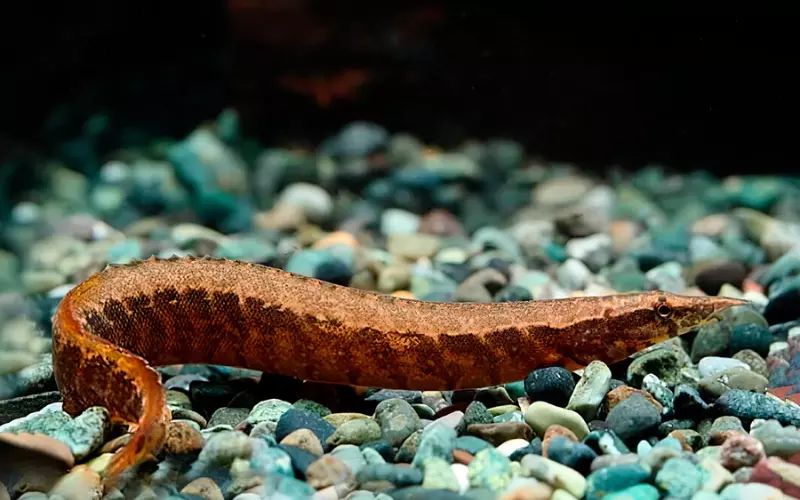 Geographical Presence Of Tire Track Eel