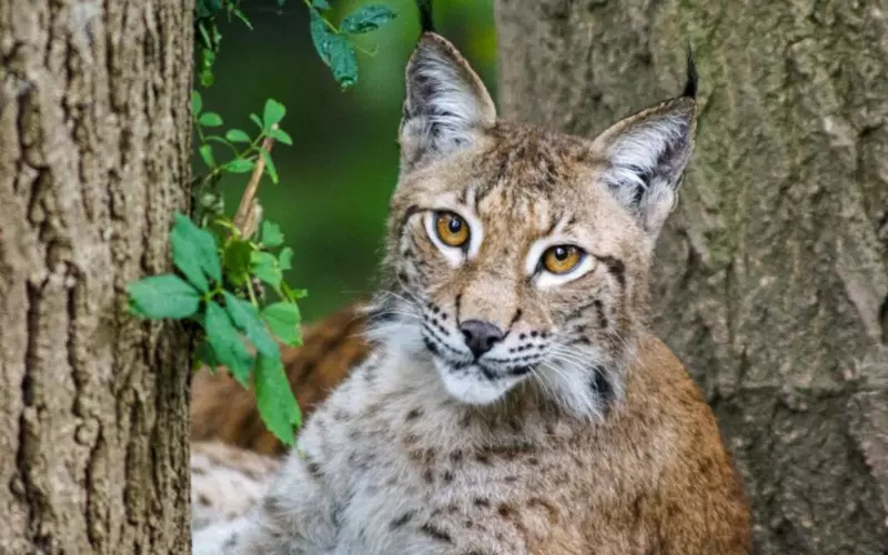 Geographical Presence of Balkan Lynx