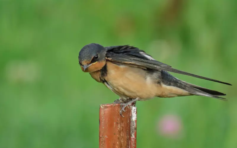 Geographical Presence of Barn Swallow