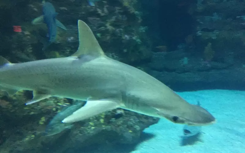 Geographical Presence of Bonnethead Shark