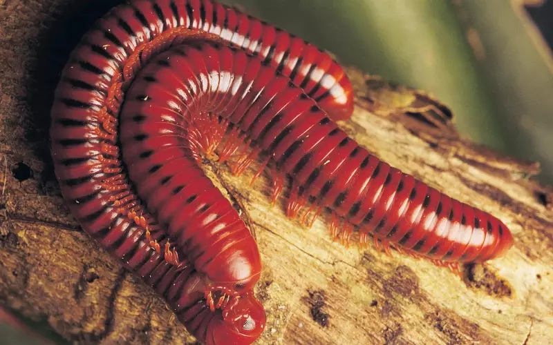 Geographical Presence of Millipede