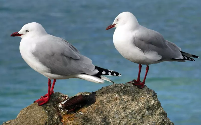 Geographical Presence of Seagull