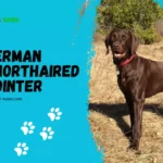 German Shorthaired Pointer