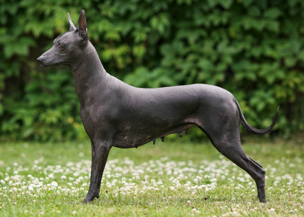 Xoloitzcuintli: History, Facts, Size, Habitat, Classification & Much ...