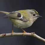 Goldcrest