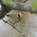 Golden-Crowned Kinglet