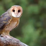 Golden Masked Owl