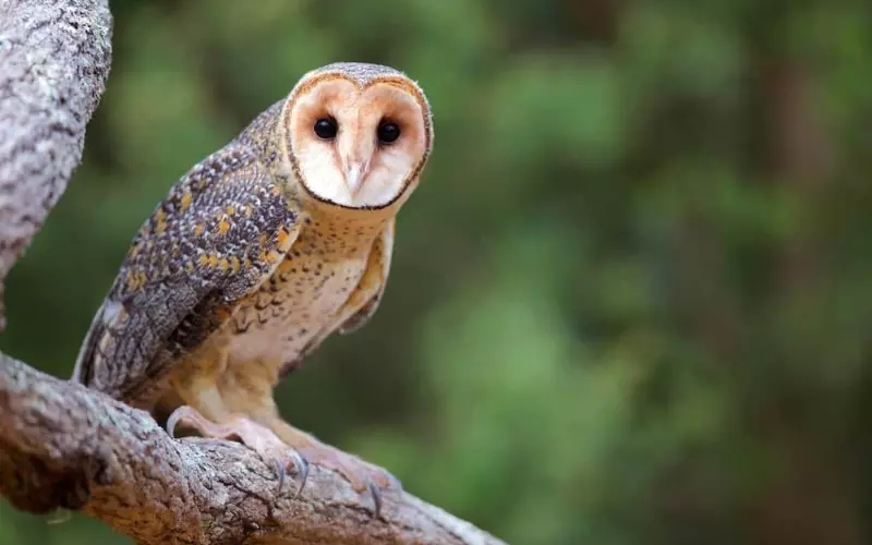 Golden Masked Owl