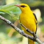 Golden Oriole