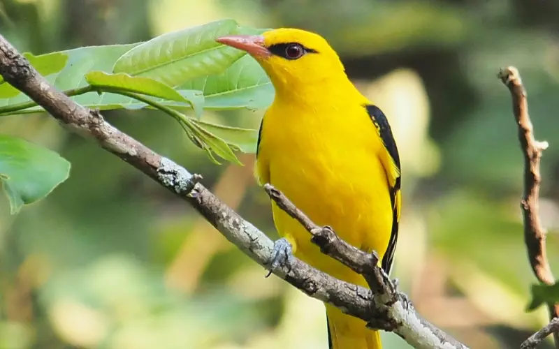 Golden Oriole