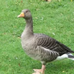 Goose