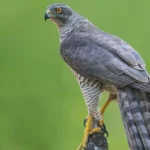 Goshawk