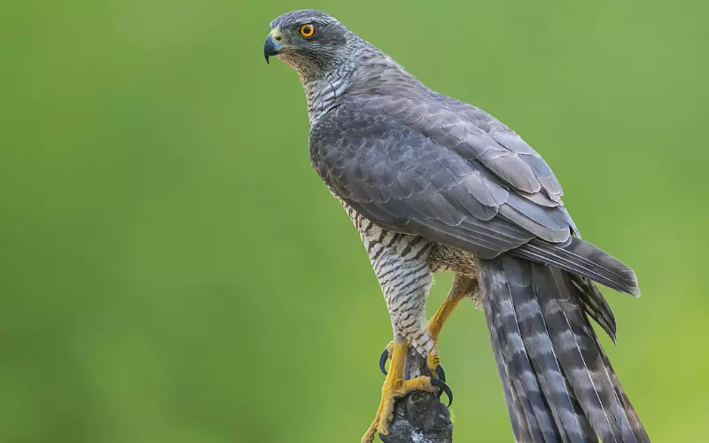 Goshawk