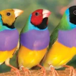 Gouldian Finch