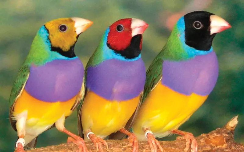 Gouldian Finch