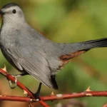 Gray Catbird